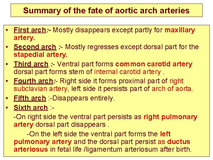 Summary of the fate of aortic arch arteries • First arch: - Mostly disappears