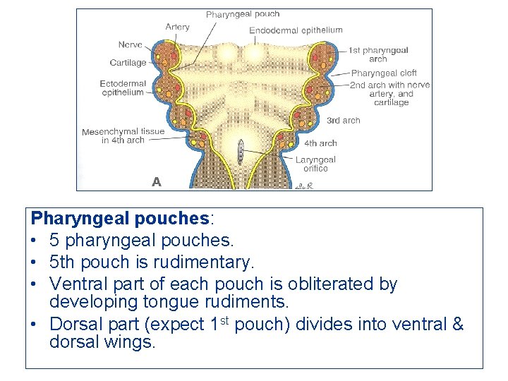 Pharyngeal pouches: • 5 pharyngeal pouches. • 5 th pouch is rudimentary. • Ventral