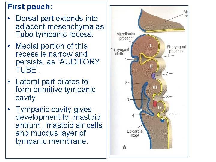 First pouch: • Dorsal part extends into adjacent mesenchyma as Tubo tympanic recess. •