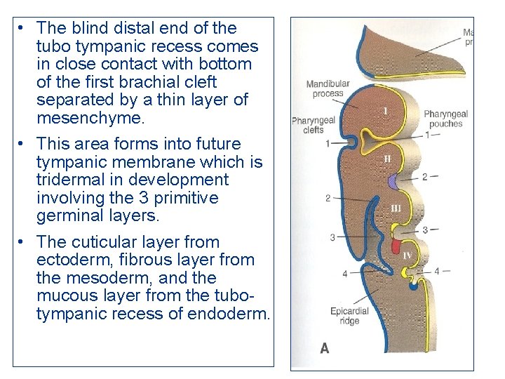  • The blind distal end of the tubo tympanic recess comes in close
