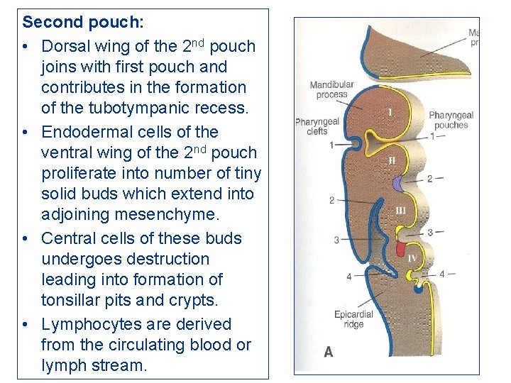 Second pouch: • Dorsal wing of the 2 nd pouch joins with first pouch