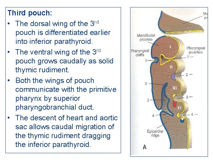 Third pouch: • The dorsal wing of the 3 rd pouch is differentiated earlier