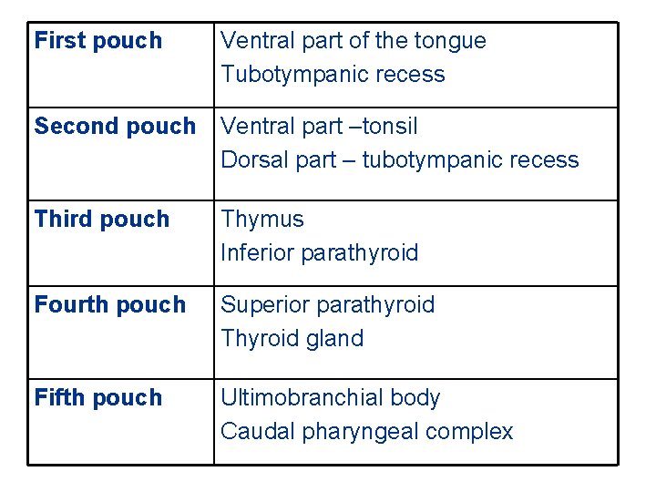 First pouch Ventral part of the tongue Tubotympanic recess Second pouch Ventral part –tonsil