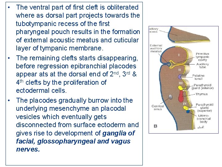  • The ventral part of first cleft is obliterated where as dorsal part