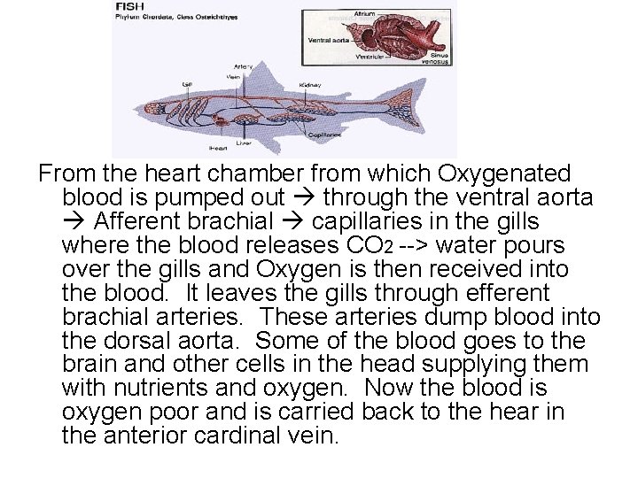 From the heart chamber from which Oxygenated blood is pumped out through the ventral