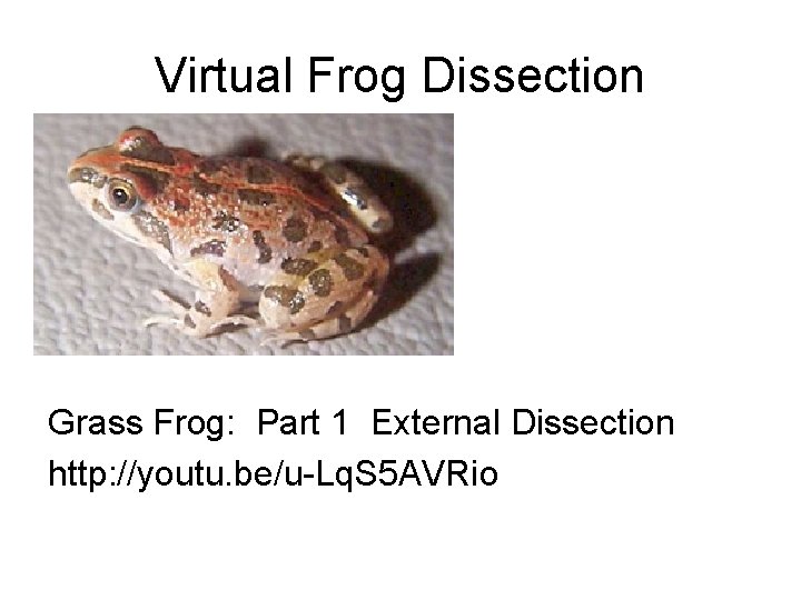 Virtual Frog Dissection Grass Frog: Part 1 External Dissection http: //youtu. be/u-Lq. S 5