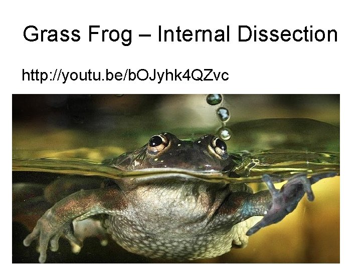 Grass Frog – Internal Dissection http: //youtu. be/b. OJyhk 4 QZvc 