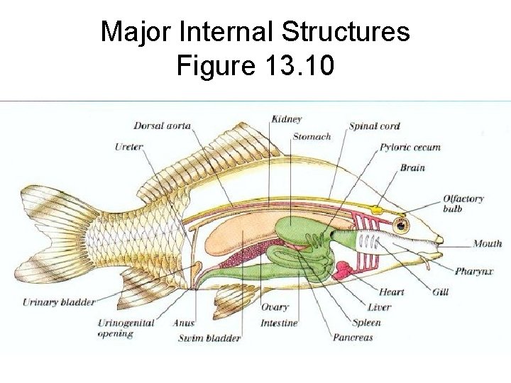 Major Internal Structures Figure 13. 10 