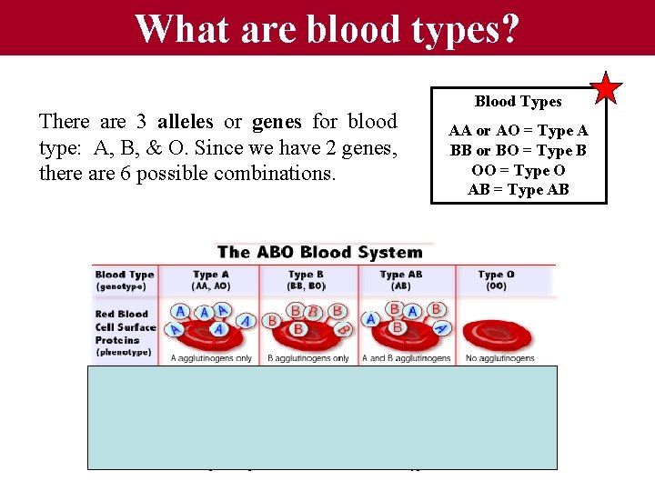 What are blood types? There are 3 alleles or genes for blood type: A,