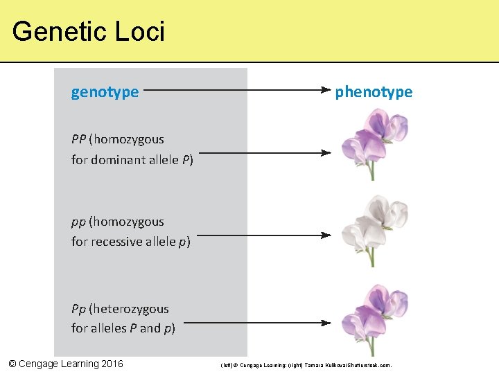 Genetic Loci genotype phenotype PP (homozygous for dominant allele P) pp (homozygous for recessive