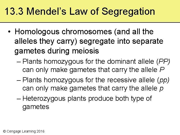 13. 3 Mendel’s Law of Segregation • Homologous chromosomes (and all the alleles they
