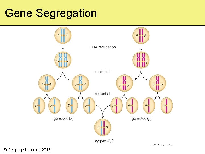 Gene Segregation © Cengage Learning 2016 