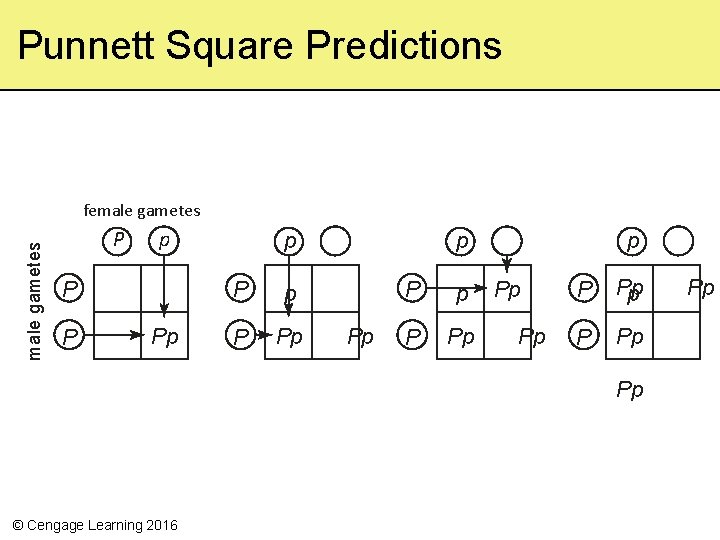 Punnett Square Predictions male gametes female gametes P p P P Pp p Pp