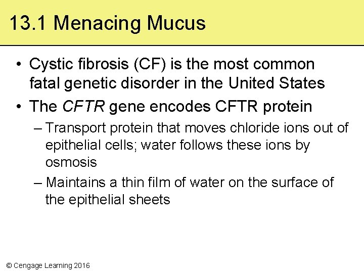 13. 1 Menacing Mucus • Cystic fibrosis (CF) is the most common fatal genetic