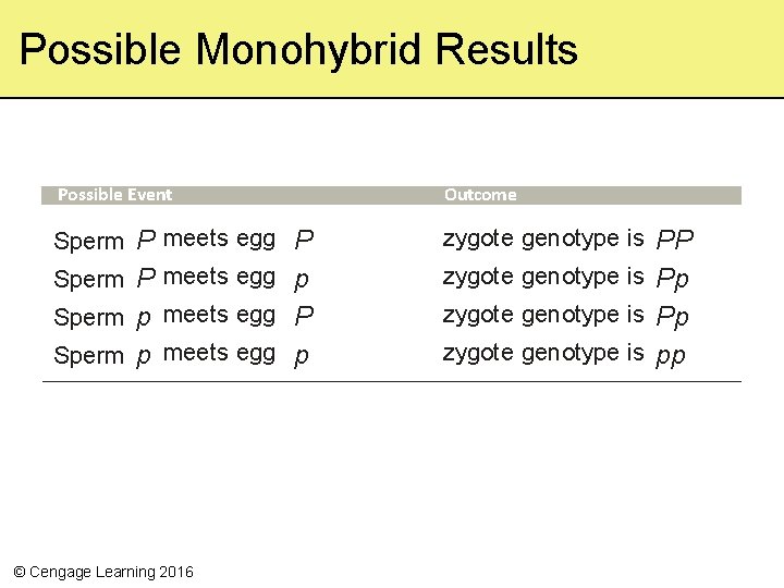 Possible Monohybrid Results Possible Event Outcome Sperm P meets egg P Sperm P meets