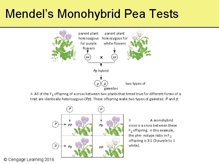 Mendel’s Monohybrid Pea Tests parent plant homozygous for purple white flowers pp PP Pp