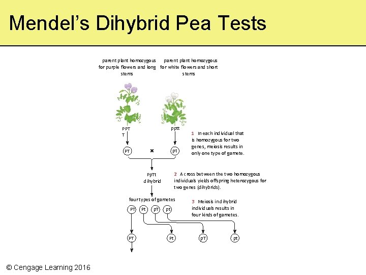 Mendel’s Dihybrid Pea Tests parent plant homozygous for purple ﬂowers and long for white