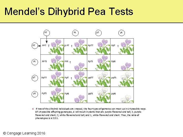 Mendel’s Dihybrid Pea Tests PT p. T Pt Pp. TT Pp. T PPt Pp.