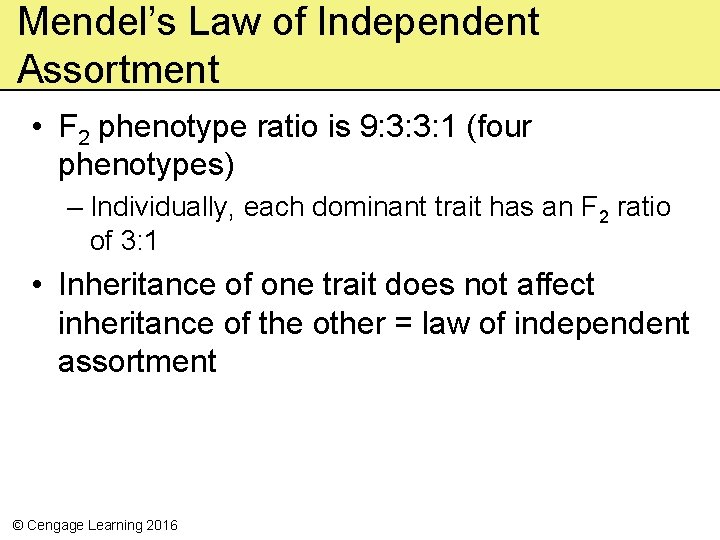 Mendel’s Law of Independent Assortment • F 2 phenotype ratio is 9: 3: 3: