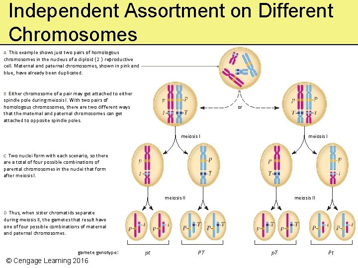 Independent Assortment on Different Chromosomes A This example shows just two pairs of homologous