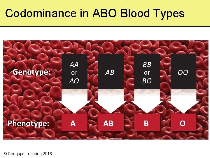 Codominance in ABO Blood Types Genotype: Phenotype: © Cengage Learning 2016 AA or AB