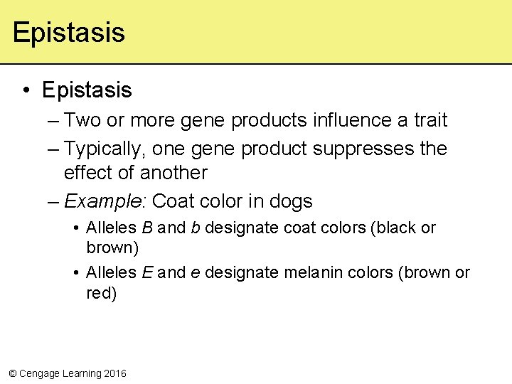 Epistasis • Epistasis – Two or more gene products influence a trait – Typically,