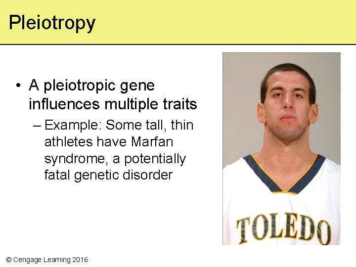 Pleiotropy • A pleiotropic gene influences multiple traits – Example: Some tall, thin athletes