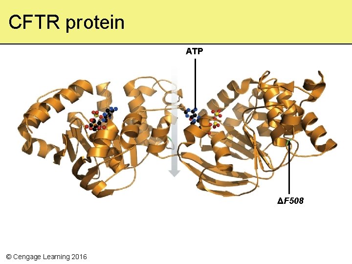 CFTR protein ATP ΔF 508 © Cengage Learning 2016 