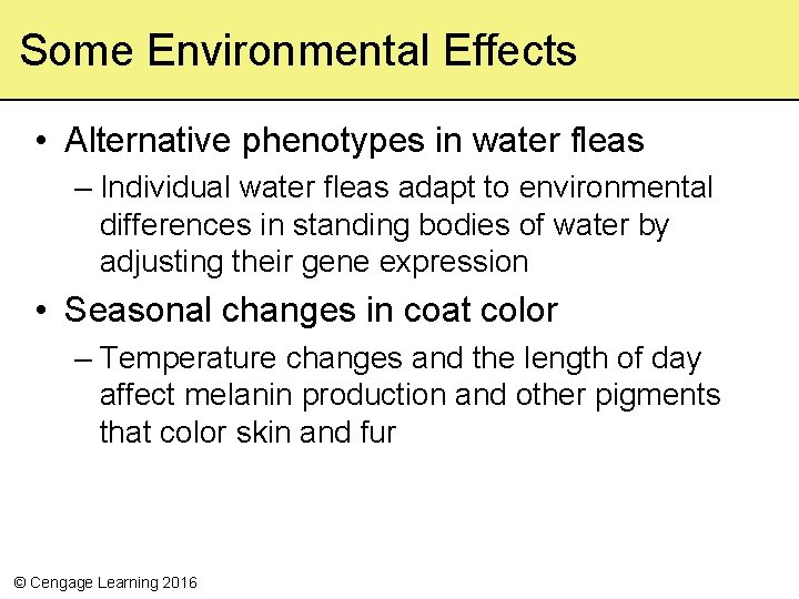 Some Environmental Effects • Alternative phenotypes in water fleas – Individual water fleas adapt