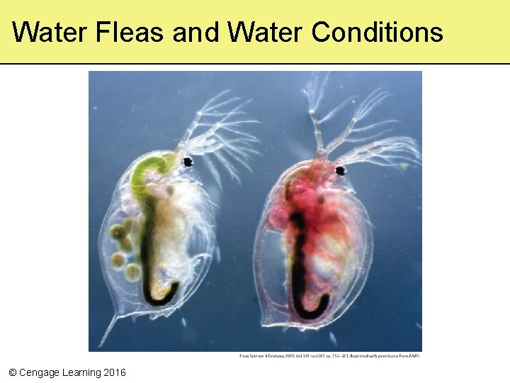 Water Fleas and Water Conditions © Cengage Learning 2016 