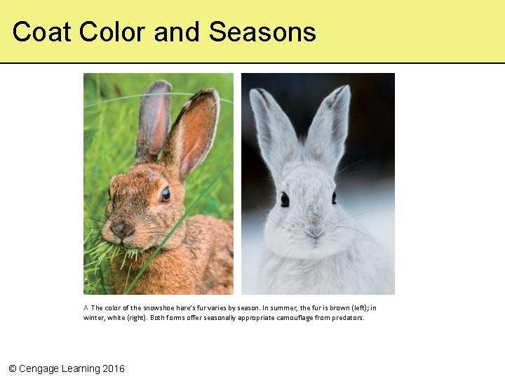 Coat Color and Seasons A The color of the snowshoe hare’s fur varies by