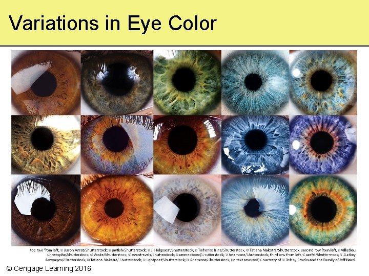 Variations in Eye Color © Cengage Learning 2016 