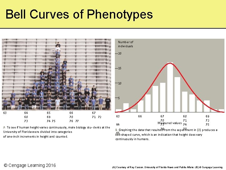 Bell Curves of Phenotypes Number of individuals 20 15 10 5 63 64 68