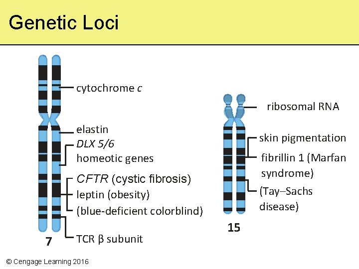 Genetic Loci cytochrome c ribosomal RNA elastin DLX 5/6 homeotic genes skin pigmentation fibrillin