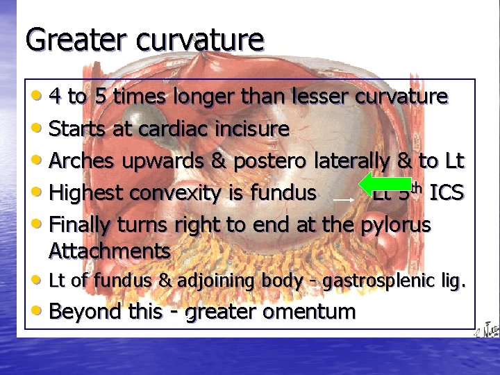 Greater curvature • 4 to 5 times longer than lesser curvature • Starts at