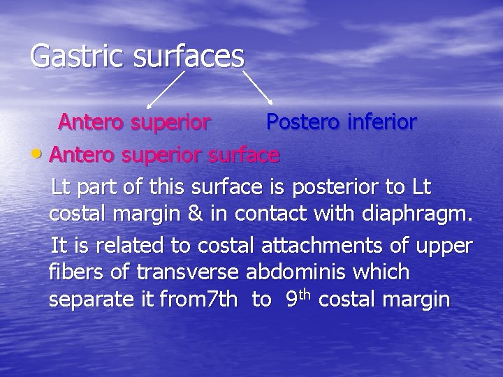 Gastric surfaces Antero superior Postero inferior • Antero superior surface Lt part of this