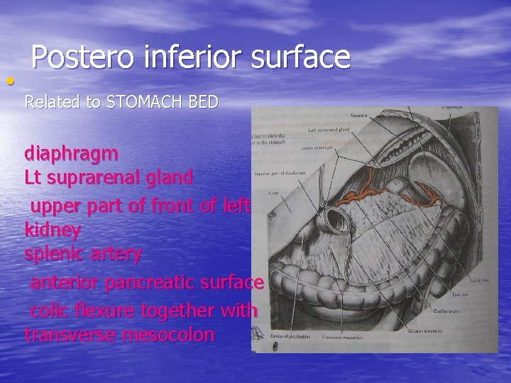  • Postero inferior surface Related to STOMACH BED diaphragm Lt suprarenal gland upper