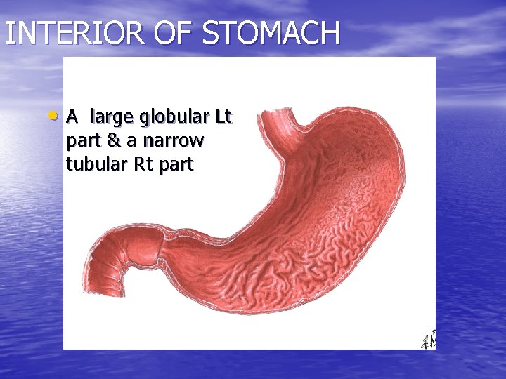 INTERIOR OF STOMACH • A large globular Lt part & a narrow tubular Rt