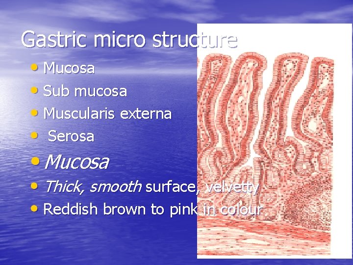 Gastric micro structure • Mucosa • Sub mucosa • Muscularis externa • Serosa •
