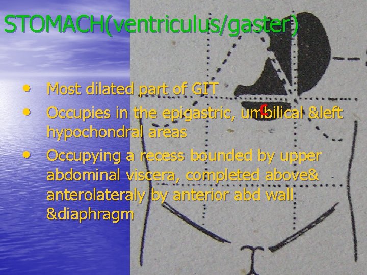 STOMACH(ventriculus/gaster) • Most dilated part of GIT • Occupies in the epigastric, umbilical &left