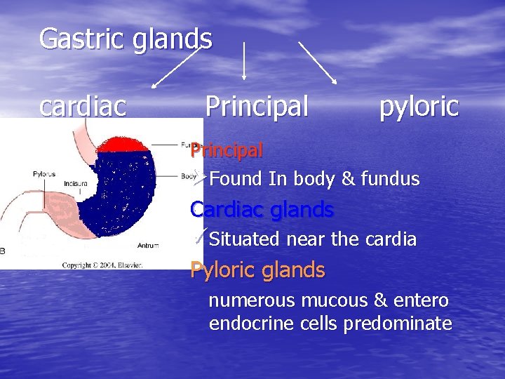 Gastric glands cardiac Principal pyloric Principal ØFound In body & fundus Cardiac glands üSituated