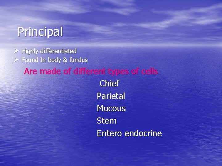 Principal Ø Highly differentiated Ø Found In body & fundus Are made of different