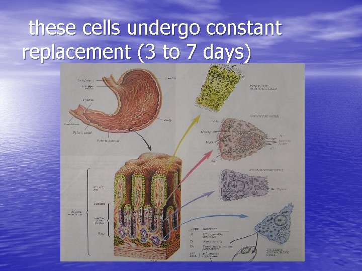 these cells undergo constant replacement (3 to 7 days) 