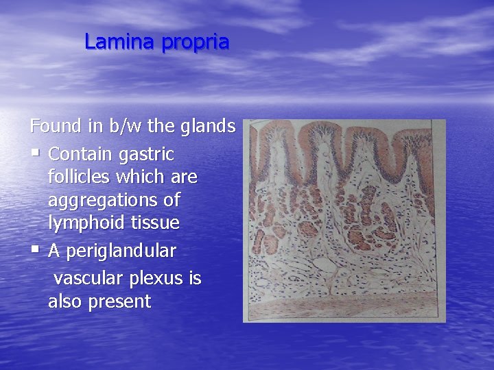 Lamina propria Found in b/w the glands § Contain gastric follicles which are aggregations