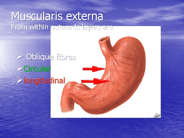 Muscularis externa From within outwards layers are Ø Oblique fibres ØCircular Ølongitudinal 