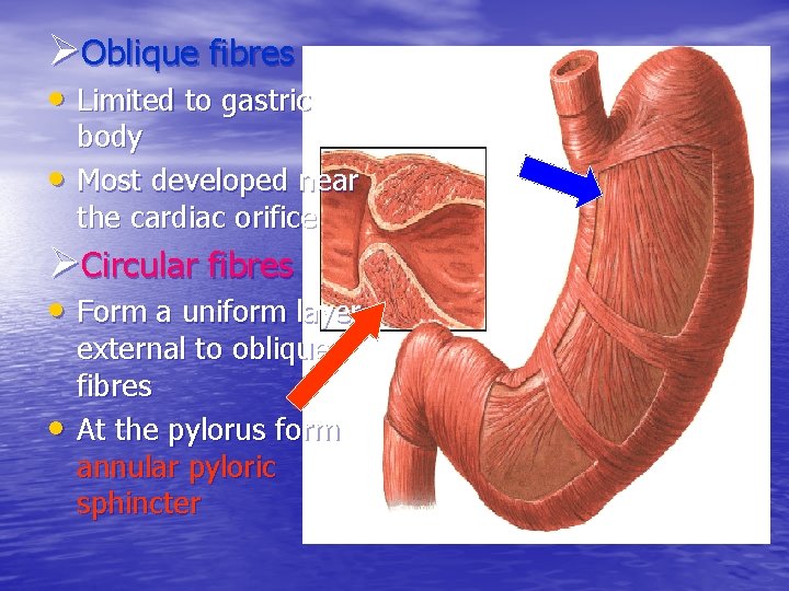 ØOblique fibres • Limited to gastric • body Most developed near the cardiac orifice