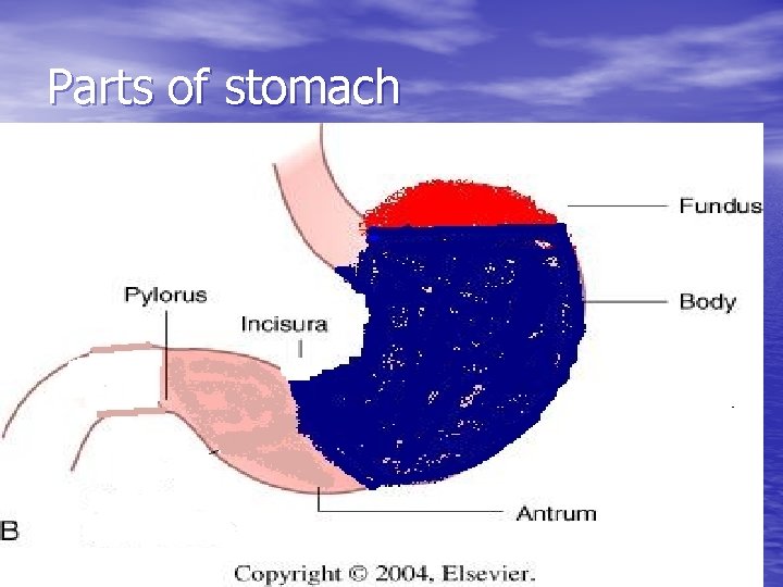Parts of stomach 
