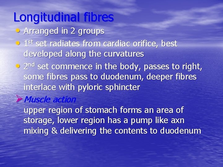 Longitudinal fibres • Arranged in 2 groups • 1 st set radiates from cardiac