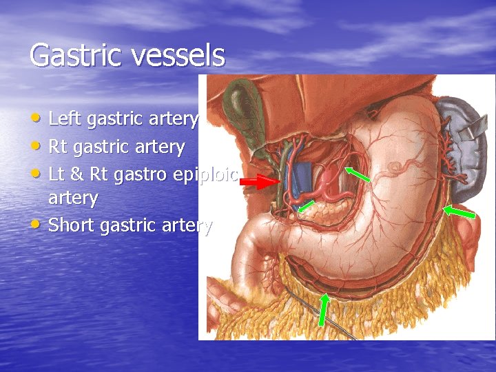 Gastric vessels • Left gastric artery • Rt gastric artery • Lt & Rt