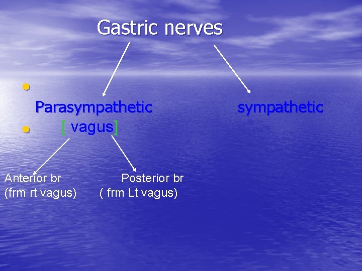 Gastric nerves • Parasympathetic [ vagus] • Anterior br (frm rt vagus) Posterior br